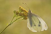 Kleiner Kohlweißling - Pieris rapae