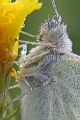 Kleiner Kohlweißling - Pieris rapae