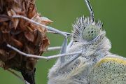 Kleiner Kohlweißling - Pieris rapae