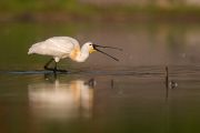 Loeffler - Platalea leucorodia, Ciconiiformes, Ibisse, Loeffler, Threskiornithidae, Plataleinae, Platalea, Sachsen, Gast, Schreitvogel, Schreitvoegel, Loefflereiher