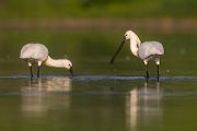 Loeffler - Platalea leucorodia, Ciconiiformes, Ibisse, Loeffler, Threskiornithidae, Plataleinae, Platalea, Sachsen, Gast, Schreitvogel, Schreitvoegel, Loefflereiher
