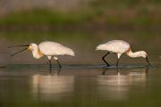 Loeffler - Platalea leucorodia, Ciconiiformes, Ibisse, Loeffler, Threskiornithidae, Plataleinae, Platalea, Sachsen, Gast, Schreitvogel, Schreitvoegel, Loefflereiher