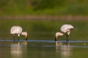 Loeffler - Platalea leucorodia, Ciconiiformes, Ibisse, Loeffler, Threskiornithidae, Plataleinae, Platalea, Sachsen, Gast, Schreitvogel, Schreitvoegel, Loefflereiher