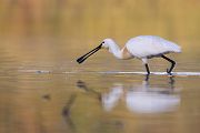 Loeffler - Platalea leucorodia, Ciconiiformes, Ibisse, Loeffler, Threskiornithidae, Plataleinae, Platalea, Sachsen, Gast, Schreitvogel, Schreitvoegel, Loefflereiher