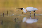 Loeffler - Platalea leucorodia, Ciconiiformes, Ibisse, Loeffler, Threskiornithidae, Plataleinae, Platalea, Sachsen, Gast, Schreitvogel, Schreitvoegel, Loefflereiher