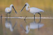 Loeffler - Platalea leucorodia, Ciconiiformes, Ibisse, Loeffler, Threskiornithidae, Plataleinae, Platalea, Sachsen, Gast, Schreitvogel, Schreitvoegel, Loefflereiher