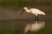 Loeffler - Platalea leucorodia, Ciconiiformes, Ibisse, Loeffler, Threskiornithidae, Plataleinae, Platalea, Sachsen, Gast, Schreitvogel, Schreitvoegel, Loefflereiher