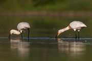Loeffler - Platalea leucorodia, Ciconiiformes, Ibisse, Loeffler, Threskiornithidae, Plataleinae, Platalea, Sachsen, Gast, Schreitvogel, Schreitvoegel, Loefflereiher
