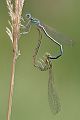 Blaue Federlibelle - Platycnemis pennipes