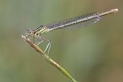 Blaue Federlibelle - Platycnemis pennipes - Weibchen
