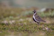 Goldregenpfeifer - Pluvialis apricaria, Regenpfeifer, Pluvialis, Regenpfeiferartige, Fjell, Norwegen, Dovrefjell, Vogel, Voegel