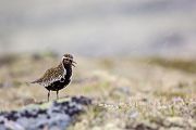 Goldregenpfeifer - Pluvialis apricaria, Regenpfeifer, Pluvialis, Regenpfeiferartige, Fjell, Norwegen, Dovrefjell, Vogel, Voegel