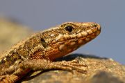 Mauereidechse - Podarcis muralis Eidechse Echse Sachsen Muldental Grimma 