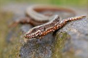 Mauereidechse - Podarcis muralis Eidechse Echse Sachsen Muldental Grimma 