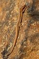 Mauereidechse - Podarcis muralis Eidechse Echse Sachsen Muldental Grimma 