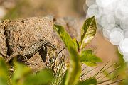 Mauereidechse - Podarcis muralis Eidechse Echse Sachsen Muldental Grimma 