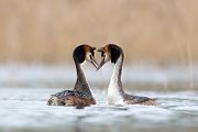 Haubentaucher - Podiceps cristatus Lappentaucher Voegel Sachsen Lappentaucherartige richter-naturfotografie.de Muldental Grimma Balz Haubentaucherbalz