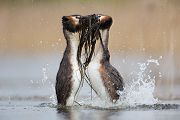 Haubentaucher - Podiceps cristatus Lappentaucher Voegel Sachsen Lappentaucherartige richter-naturfotografie.de Muldental Grimma Balz Haubentaucherbalz Kopula Kopula auf dem Nest Pinguintanz der Haubentaucher