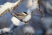 Weidenmeise - Parus montanus, Meise, Singvogel, Paridae, Poecile, Skandinavien