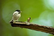 Sumpfmeise - Parus palustris, Muldental, Grimma, Richter Naturfotografie, Singvoegel
