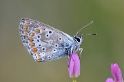 Hauhechelblaeuling - Polyommatus icarus