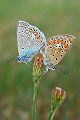 Hauhechelblaeuling - Polyommatus icarus
