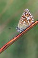 Hauhechelblaeuling - Polyommatus icarus