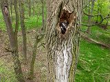 Waschbaer - Procyon lotor, Welpen, Welpe, Jungtier, Fähe, Waschbaer in Waldkauzhoehle, Waldkauzhöhle