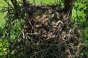 Waschbaer - Procyon lotor, Welpen, Welpe, Jungtier, Fähe, Wachbaer in Horst, Greifvogelhorst