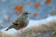 Alpenbraunelle - Prunella collaris, Singvoegel, Singvoegel, Braunellen, Prunella, Prunellidae, collaris
