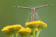 Federgeistchen - Pterophorus