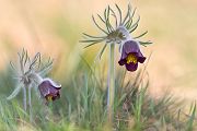 Wiesen - Kuhschelle - Pulsatilla pratensis Wiesen-Kuechenschelle Hahnenfußgewaechse Kuhschelle Sachsen-Anhalt