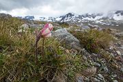 Fruehlings-Kuhschelle, Pulsatilla vernalis, Jotunheimen, Norwegen, Hahnenfußartige, Ranunculales, Anemoneae, Kuechenschelle