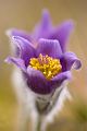 Gewoehnliche Kuhschelle - Pulsatilla vulgaris 