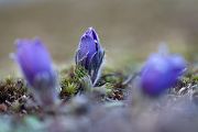 Gewoehnliche Kuhschelle - Pulsatilla vulgaris 