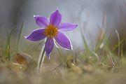 Gewoehnliche Kuhschelle - Pulsatilla vulgaris 