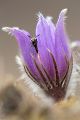 Gewöhnliche Kuhschelle - Pulsatilla vulgaris 