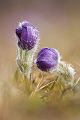 Gewoehnliche Kuhschelle - Pulsatilla vulgaris 