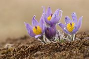 Gewoehnliche Kuhschelle - Pulsatilla vulgaris 