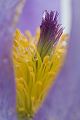 Gewoehnliche Kuhschelle - Pulsatilla vulgaris 