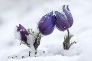 Gewoehnliche Kuhschelle - Pulsatilla vulgaris 