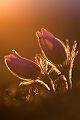 Gewoehnliche Kuhschelle - Pulsatilla vulgaris 