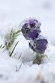 Gewoehnliche Kuhschelle - Pulsatilla vulgaris 