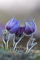 Gewoehnliche Kuhschelle - Pulsatilla vulgaris 