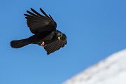 Alpendohle - Pyrrhocorax graculus, Singvogel, Singvoegel, Bergkraehen, Rabenvogel, Rabenvoegel, Corvidae, Pyrrhocorax
