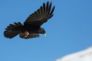 Alpendohle - Pyrrhocorax graculus, Singvogel, Singvoegel, Bergkraehen, Rabenvogel, Rabenvoegel, Corvidae, Pyrrhocorax