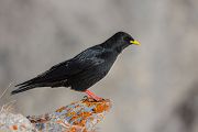 Alpendohle - Pyrrhocorax graculus, Singvogel, Singvoegel, Bergkraehen, Rabenvogel, Rabenvoegel, Corvidae, Pyrrhocorax