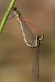 Fruehe Adonislibelle - Pyrrhosoma nymphula