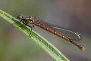 Fruehe Adonislibelle - Pyrrhosoma nymphula - Weibchen