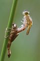 Fruehe Adonisjungfer - Pyrrhosoma nymphula